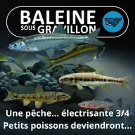 S07E133 Partie de pêche... électrisante 3/4 : Le menu fretin, de l'Épinochette au Vairon