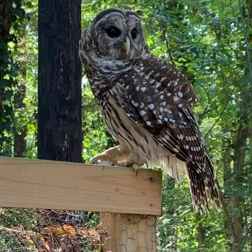 Owl pursuits 