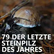 #79 Der letzte Steinpilz des Jahres