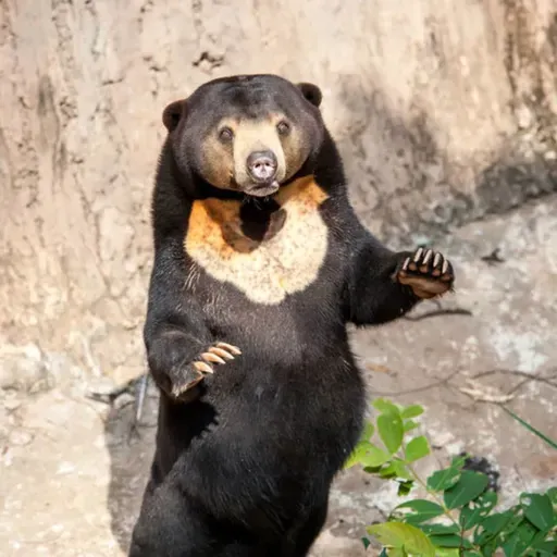 🧧馬年限定|i動物進行式|熊熊家族中最小隻的熊~一起來認識馬來熊!
