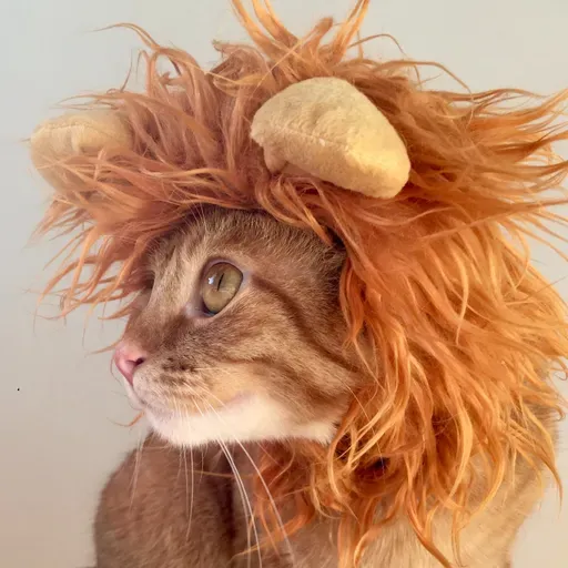 Claudine e os leões bonzinhos