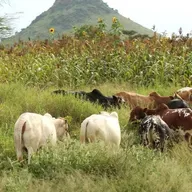 Rediffusion : Prévention et gestion des conflits entre éleveurs et agriculteurs dans la région de Dosso