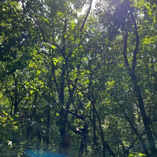 Dompel je onder in de geluiden van de natuur