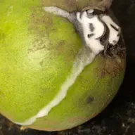 Fruto proibido