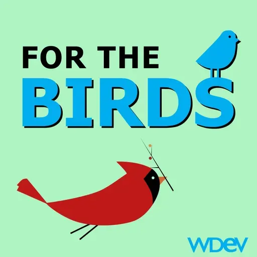 For The Birds 01/31/26