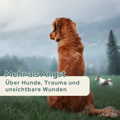 Mehr als Angst: Über Hunde, Trauma und unsichtbare Wunden