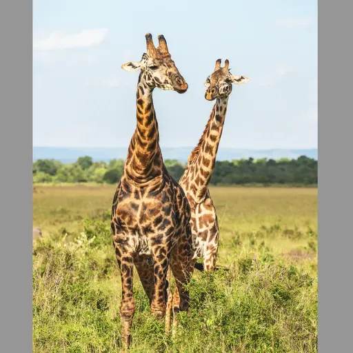 Zürafalar ses çıkarır mı?