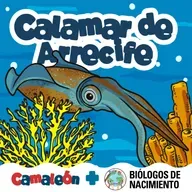 Calamar de Arrecife: El lenguaje de los colores