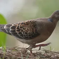 First sighting of Oriental Turtle Dove in Ireland