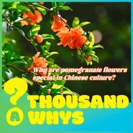 Why are pomegranate flowers special in Chinese culture? 