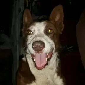 Reggeatón