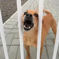 Um pouco mais sobre a Raiva Humana