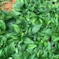 🌱 Cekur subur & rimbun dengan AminoPro!