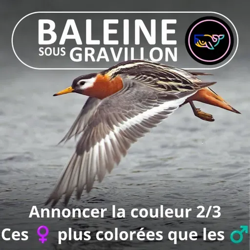 S07E167 Annoncer SA couleur 2/3 : Ces ♀ plus colorées que les ♂