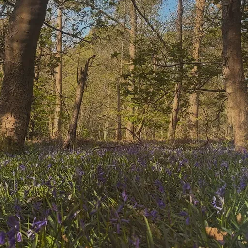 Bluebell Woods