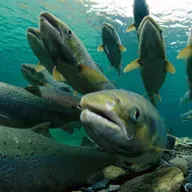 Рыбные места Латвии: почему у нас всего несколько рек, куда рыба заходит на нерест?