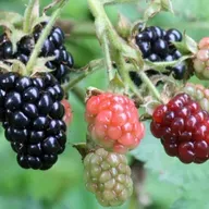 Tips For Growing Blackberries