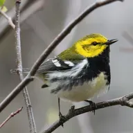 Buzzy, Black and Yellow ... Birds!