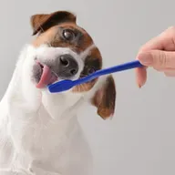Cuidados com os dentes dos pets