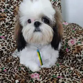 Joe.Sapekinha