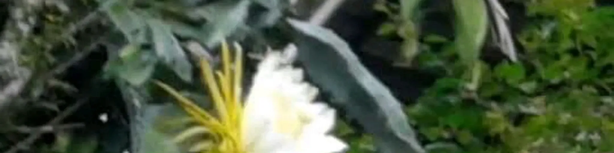 CIELPFBRASIL
