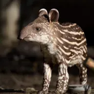 Uncovering the mysteries of the animal kingdom