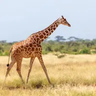 Long Necks and Tall Tales: Why Samotherium Isn’t Missing Link