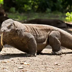 Rararaddidii