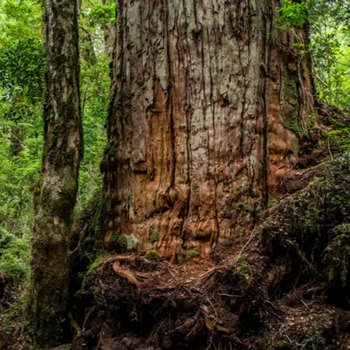 Bosques de Alerce