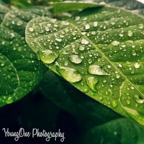 ZENO Lo-Fi VIBES Official