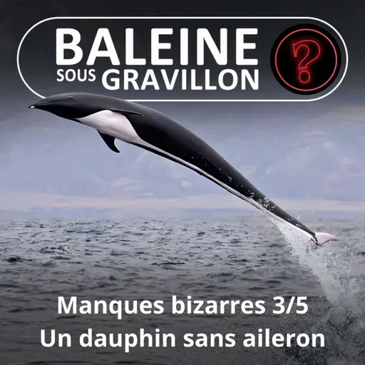S07E110 Vous avez dit bizarre ? Manques 3/5 : Le Dauphin aptère, un voltigeur sans aileron