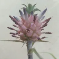 8.5 Atención psicológica a víctimas con Trastorno de Espectro Autista