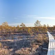 Зеленое болото: как происходит мелиорация