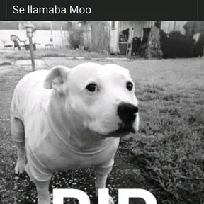 Xd pppppp