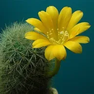 Торговля угрозами как универсальный метод