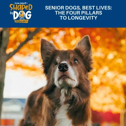 Senior Dogs, Best Lives: The Four Pillars To Longevity #316