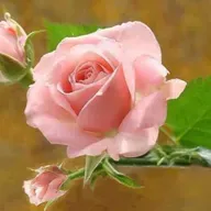 A rosa que salvou um homem