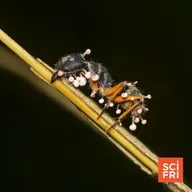 A New Book On The Horrifying, Creative World Of Insect Zombies