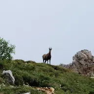 Настоящие друзья