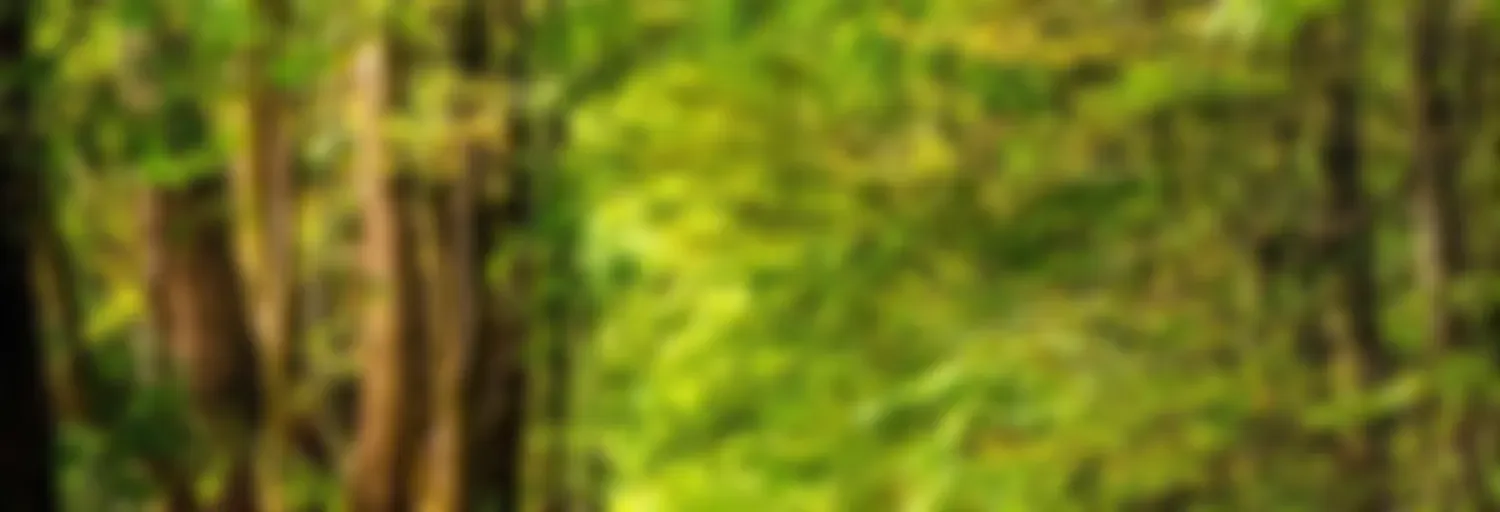 Into the woods with Flow