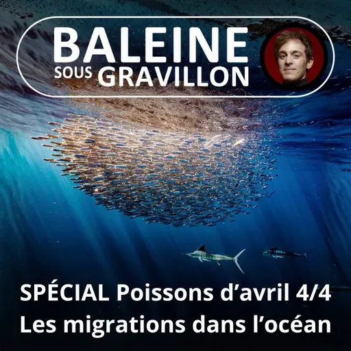 SPÉCIAL Poissons d'avril 4/4 :  Les migrations sous-marines (Bill François)