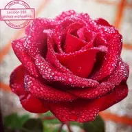 Lectura lección 288 del libro de ejercicios de Un Curso de Milagros.