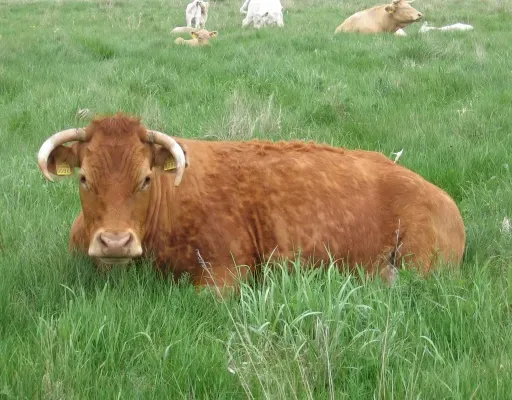 Поляны Ранды: царство перелётных птиц и диких коров