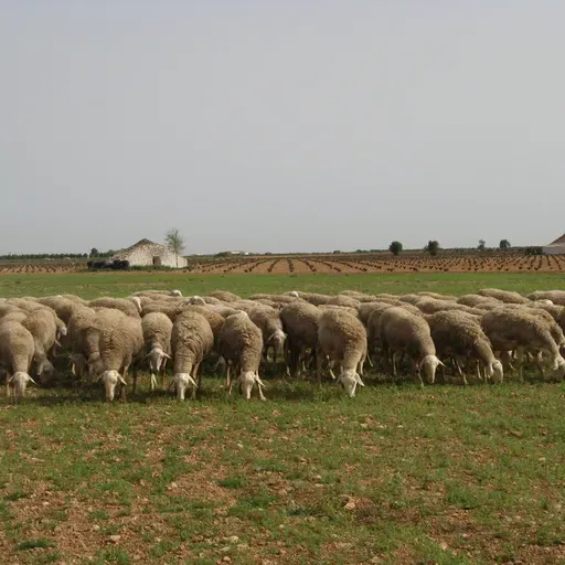 UGI advierte que en solo un par de años las jubilaciones pueden dejar al sector ganadero de la provincia de Ciudad Real en mínimos históricos
