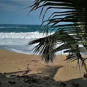 El Ritmo Tropical