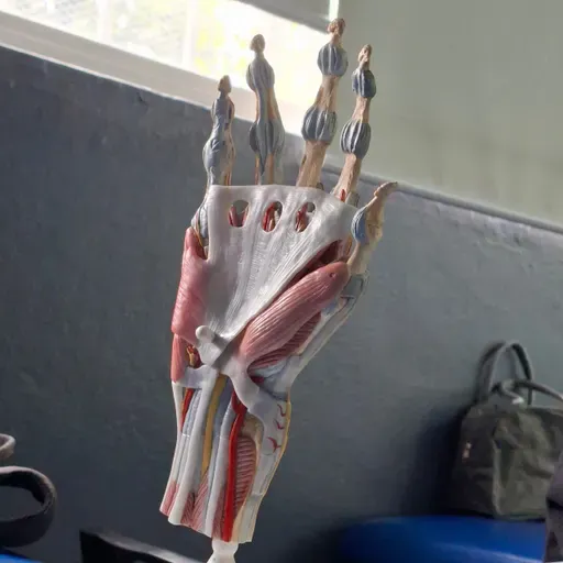 Introducción al sistema inmune