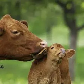 Moo radio 2
