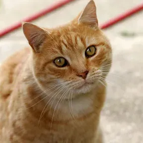 Minino