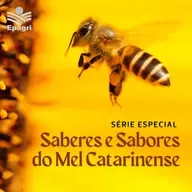 30 de maio -  Série Saberes e Sabores do Mel Catarinense | Radiografia da produção de mel em SC (Ep. 3)