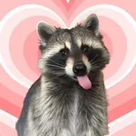 Thanks evolution, racoons are getting cuter